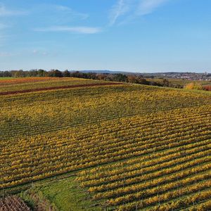 Ried Kronberg Weinviertel DAC Reserve - sandig, leichter Boden at Weingut Setzer in Hohenwarth