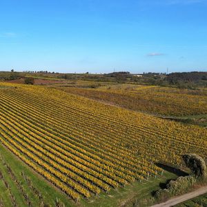 8000 Ried Laa Weinviertel DAC Reserve - kalkreicher Boden, 8000 Reben pro ha, wenig Ertrag, unser Flaggschiff! at Weingut Setzer in Hohenwarth