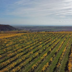 Ried Kreimelberg - Schotter, Roter Veltliner, 60 Jahre alte Reben at Weingut Setzer in Hohenwarth