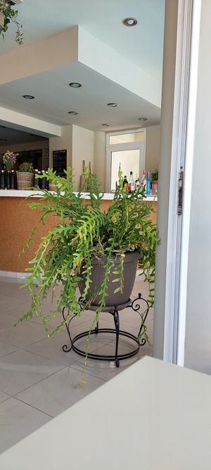 Bar at GOJI Vegan Hotel in Rhodes