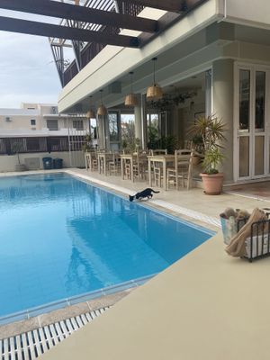 The cutest kitten that wanders around the area! She’s super loving   at GOJI Vegan Hotel in Rhodes