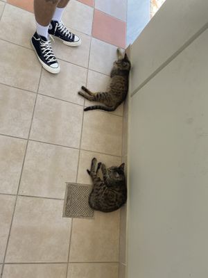   at GOJI Vegan Hotel in Rhodes