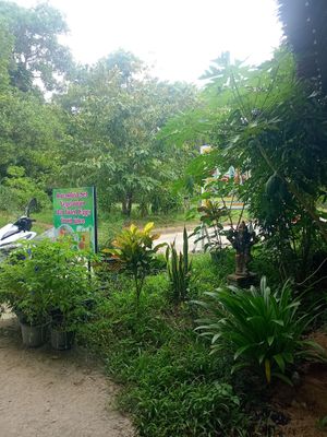  at Supranee Vegetarian Food in Koh Phayam