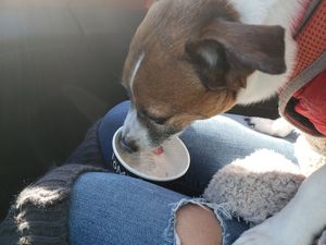 Vanilla for the dog at FoMu in Allston