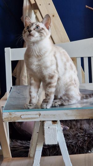  at Cat Cafe Tiramisu in Kuopio