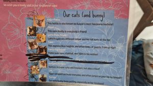 Not all the cats are on this, there are actually more at Cat Cafe Tiramisu in Kuopio