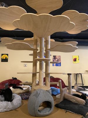 Rescued or surrendered cats up for adoption  at Kitty Korner Cafe in Barre