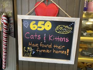 Most of their cats are up for adoption.  at Kitty Korner Cafe in Barre