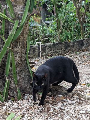 resident gata at Holistic Tikun - Cozumel Retreat & Eco Center in Cozumel