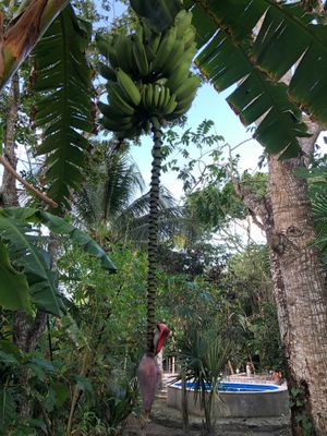 A banana tree with the pool in the background at Holistic Tikun - Cozumel Retreat & Eco Center in Cozumel