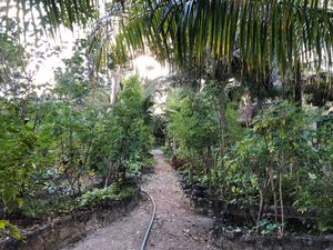 The beautiful garden at Holistic Tikun - Cozumel Retreat & Eco Center in Cozumel