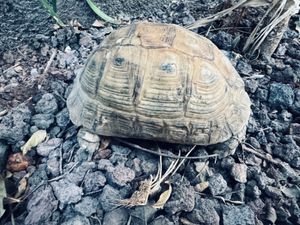 Turtles!  at Carob House in Madaba