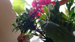 Fleurs et sucrier  at Cafe Erde in Graz