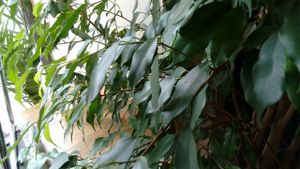 Green stuff and dead wood at Cafe Erde in Graz