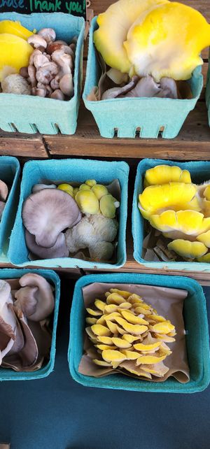 Mushrooms in different sizes! at Old Town Farmer's Market in Temecula