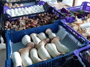  at O Sítio dos Cogumelos - Mercado de Amarante in Amarante