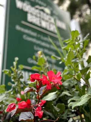 Nicely landscaped grounds around the inn at Woodstock Inn Brewery in North Woodstock