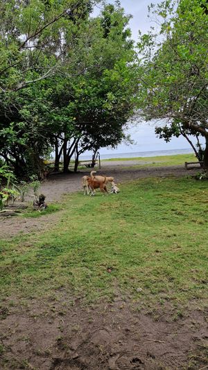  at Daos Beach Bistro - Haruhay Eco Beach Tavern in Camiguin