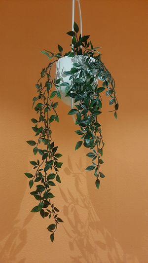  at Loving Hut - Baruun Durvun Zam in Ulaanbaatar