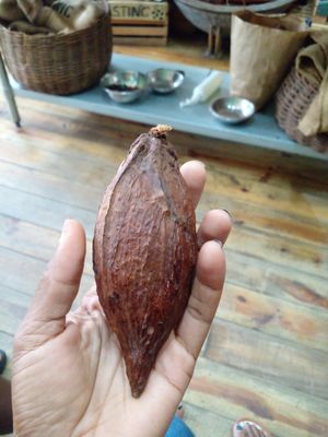 Cocoa at House of Chocolate Grenada Museum in St Georges
