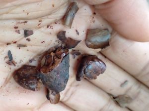 Cocoa bean at House of Chocolate Grenada Museum in St Georges