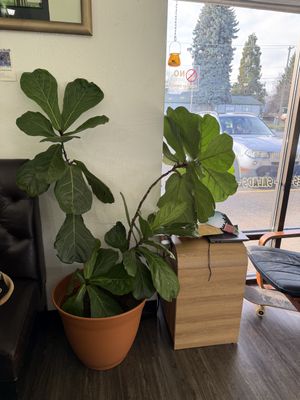   at The Coco Nut in Eugene