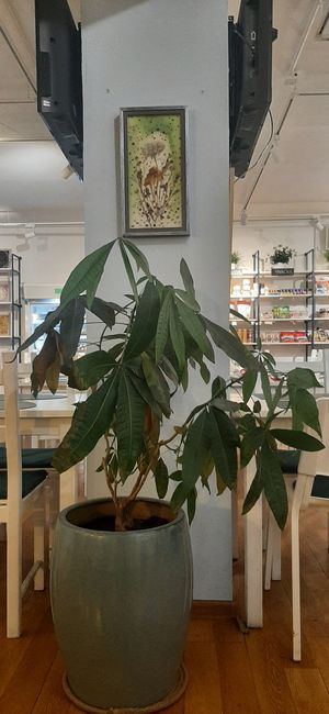  at Foody Vegan Cuisine and Cafe in Ulaanbaatar