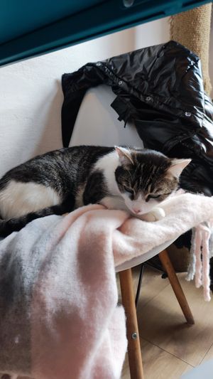 one of the cats at the café - resting! at KOTON Kocia Kawiarnia in Wroclaw