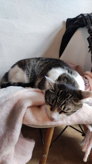 the cats love to cuddle your clothes :) at KOTON Kocia Kawiarnia in Wroclaw