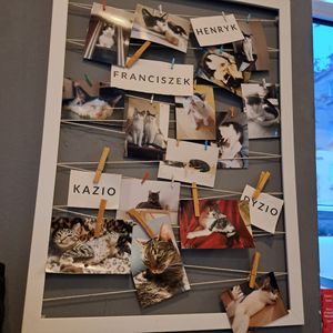  at KOTON Kocia Kawiarnia in Wroclaw