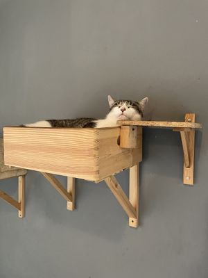   at KOTON Kocia Kawiarnia in Wroclaw