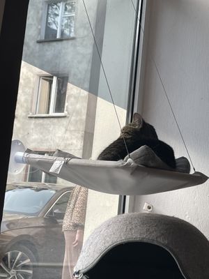   at KOTON Kocia Kawiarnia in Wroclaw