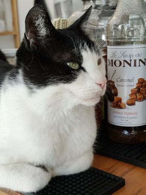  at KOTON Kocia Kawiarnia in Wroclaw