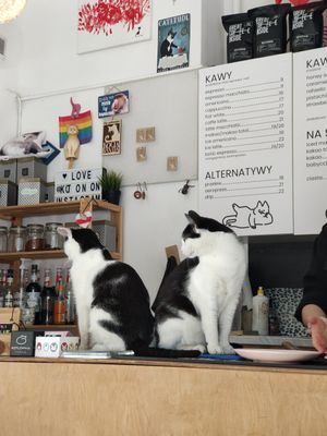  at KOTON Kocia Kawiarnia in Wroclaw