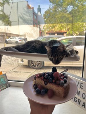   at KOTON Kocia Kawiarnia in Wroclaw