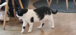  at KOTON Kocia Kawiarnia in Wroclaw