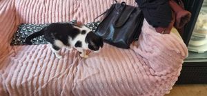  at KOTON Kocia Kawiarnia in Wroclaw