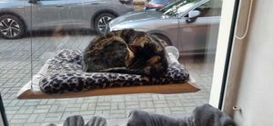  at KOTON Kocia Kawiarnia in Wroclaw