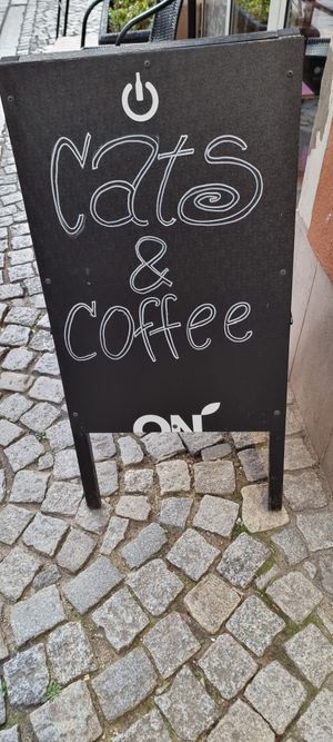  at KOTON Kocia Kawiarnia in Wroclaw