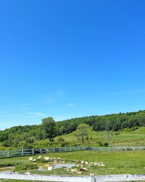   at Tamerlaine Sanctuary & Preserve in Montague