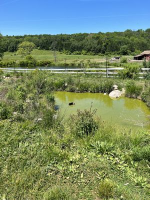   at Tamerlaine Sanctuary & Preserve in Montague