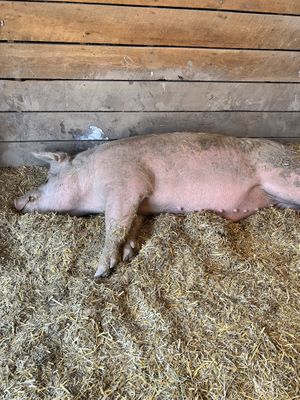   at Tamerlaine Sanctuary & Preserve in Montague