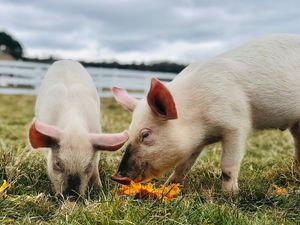  at Tamerlaine Sanctuary & Preserve in Montague