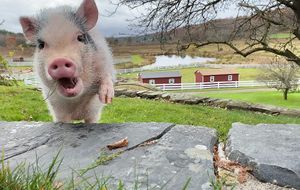  at Tamerlaine Sanctuary & Preserve in Montague
