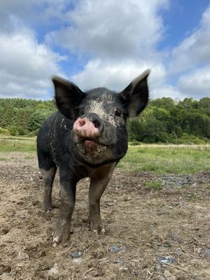  at Tamerlaine Sanctuary & Preserve in Montague