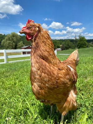  at Tamerlaine Sanctuary & Preserve in Montague