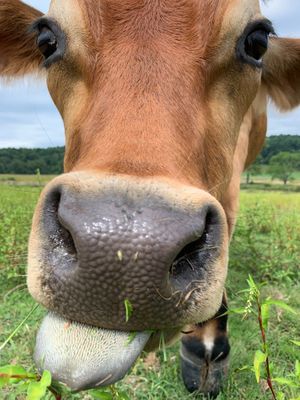  at Tamerlaine Sanctuary & Preserve in Montague