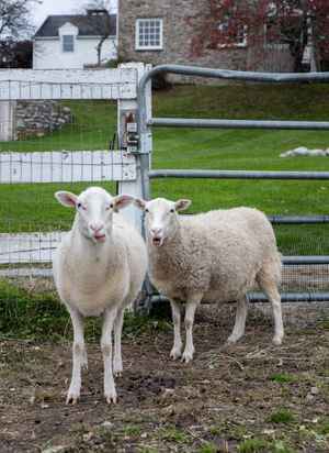  at Tamerlaine Sanctuary & Preserve in Montague