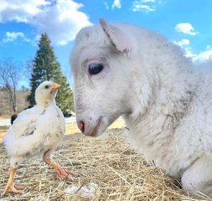  at Tamerlaine Sanctuary & Preserve in Montague
