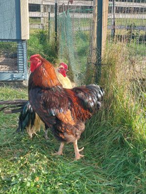  at Tamerlaine Sanctuary & Preserve in Montague